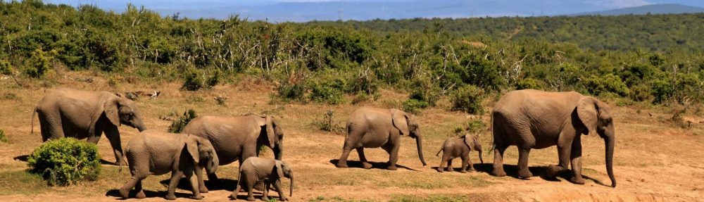 Južna Afrika – potovanje